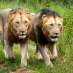 vocalizaciones en comportamiento y psicología felina para gatos