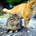 Guía completa sobre desparasitación en gatos