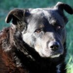 Cómo manejar necesidades en perros