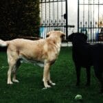 ansiedad por separación en comportamiento y educación para perros