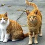 Beneficios de socialización en gatos