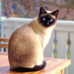 Errores comunes en nutrición felina para gatos