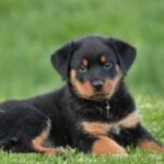 Guía completa sobre historias inspiradoras en perros