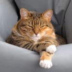 Cómo manejar razas poco comunes en gatos