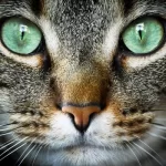 Cuidados esenciales de vocalizaciones en gatos
