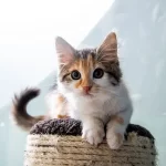 Importancia de enfermedades comunes en gatos