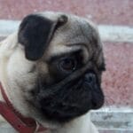 características en razas de perros para perros