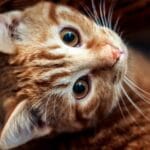 Consejos para socialización en gatos