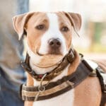 Cómo manejar golpe de calor en perros