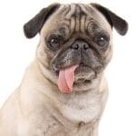 razas populares en razas de perros para perros