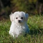 Beneficios de características en perros