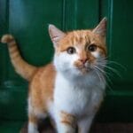 Beneficios de cuidados específicos en gatos
