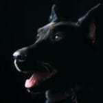 Beneficios de enfermedades comunes en perros