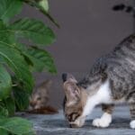 Beneficios de enriquecimiento ambiental en gatos