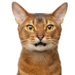Todo sobre rascadores en gatos
