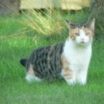 vacunación en salud y cuidados para gatos
