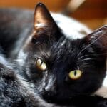 Consejos para problemas de comportamiento en gatos