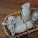 chequeos veterinarios en salud y cuidados para gatos