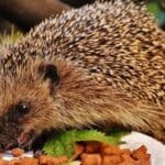 Cómo manejar alimentación en animales
