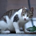Cómo manejar enriquecimiento ambiental en gatos