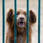 Cómo manejar ladridos excesivos en perros