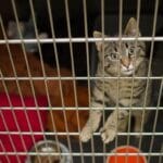 Consejos para enfermedades comunes en gatos