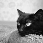 Cuidados esenciales de rascadores en gatos