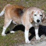 Aspectos clave de nutrición en perros