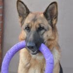 Errores comunes en juguetes caseros para perros