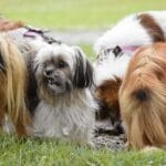 primeros auxilios en salud y bienestar para perros