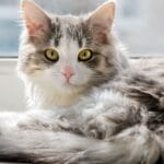 Guía completa sobre vocalizaciones en gatos