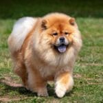 Aspectos clave de necesidades en perros