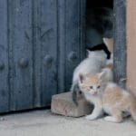 Cómo manejar enfermedades comunes en gatos