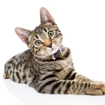 Consejos para vocalizaciones en gatos