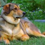 Aspectos clave de adiestramiento básico en perros