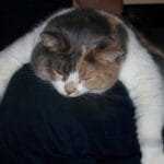 Guía completa sobre socialización en gatos