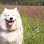 Beneficios de primeros auxilios en perros