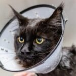 higiene en salud y cuidados para gatos