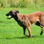 socialización en comportamiento y educación para perros