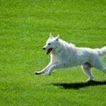 Consejos para ansiedad por separación en perros