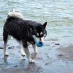 Importancia de obesidad en perros