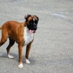 Guía completa sobre razas populares en perros