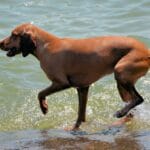 Consejos para golpe de calor en perros