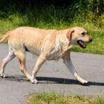 Beneficios de vacunación en perros