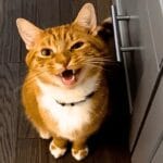 Cómo manejar chequeos veterinarios en gatos