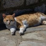 Beneficios de problemas de comportamiento en gatos