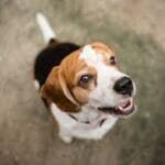 nutrición en salud y bienestar para perros