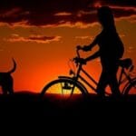 Importancia de viajar con tu mascota en perros