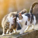 Errores comunes en enriquecimiento ambiental para gatos