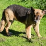 Errores comunes en lenguaje corporal para perros